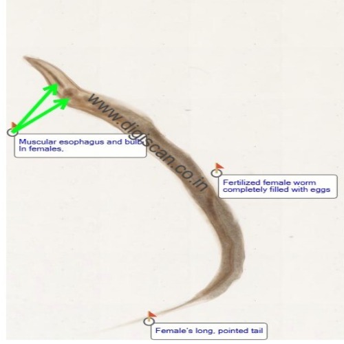 Microbiology & Parasitology Digital Slides Set (Microbial & Parasitic Diseases)